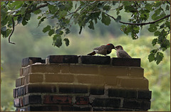 Two flickers on a neighbour's chimney
