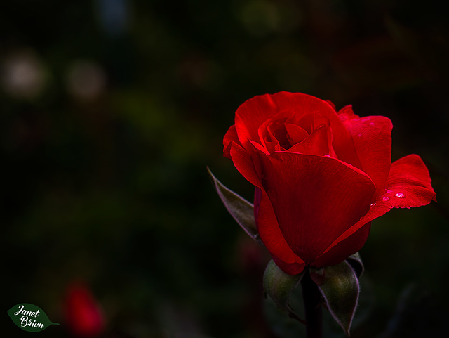 Pictures for Pam, Day 97: Valentine's Day Rose