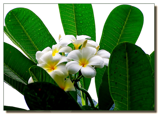 Ilhéus : Il fiore del frangipane