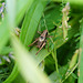 Heuschreck (Pholidoptera griseoaptera) im hohen Gras