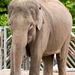Elephant posing