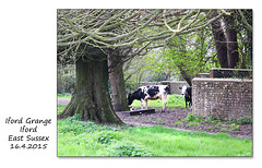 Cattle at Iford Grange - Sussex - 16.4.2015