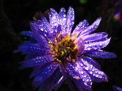 Michaelmas daisy with sparkling droplets.