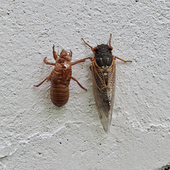 First cicada of spring