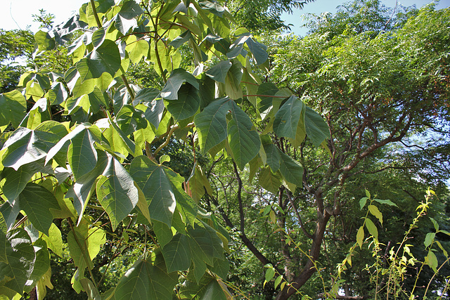 Sterculia platanifolia (4)