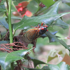 First cicadas of spring
