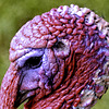 The alien is a Turkey