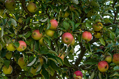 Äpfel im Garten