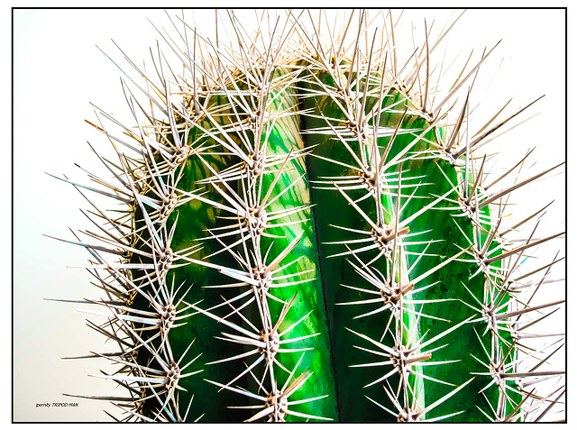 prickly