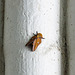 Day 8, Oakworm moth / Anisota sp., Santa Ana National Wildlife Refuge, South Texas