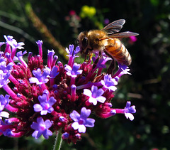 A bee collects nectar on a verbena flower. Verbena bonariensis - Argentine verbena.