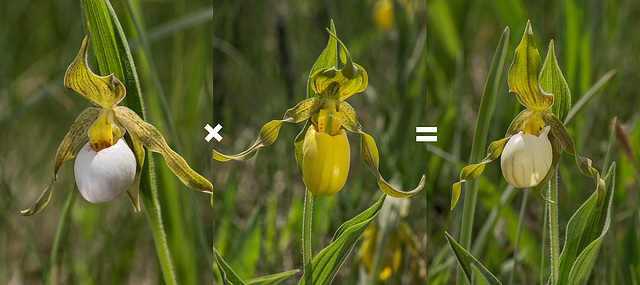 Cypripedium Xandrewsii hybrid cross between the parents: Cypripedium candidum and Cypripedium parviflorum var. pubescens