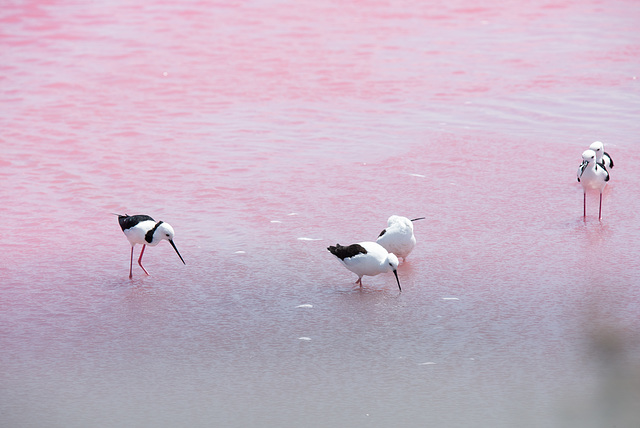 Pied stilts in the Pink.