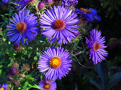 Gorgeous Michaelmas daisies in blue and purple.