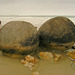 Moeraki boulders - twins