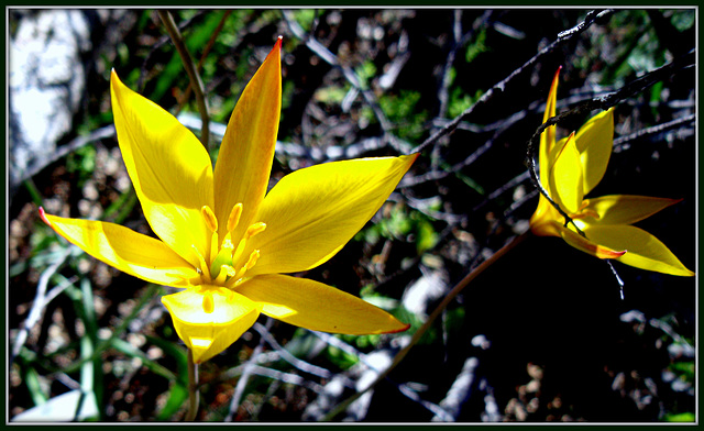 Wild tulips