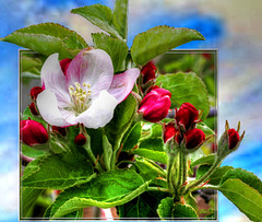 Apfelblüten aus Südtirol... ©UdoSm