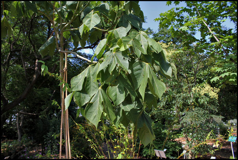 Sterculia platanifolia (6)