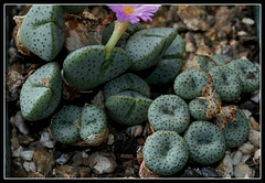 Conophytum taylorianum subsp ernianum (3)