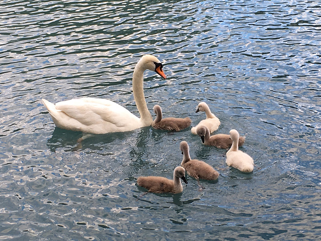 Mother and cygnets.