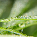 Die kleinen Regenperlen tanzen auf den zarten Grashalmen :))  The little rain beads dance on the delicate blades of grass :))  Les petites perles de pluie dansent sur les délicats brins d'herbe :))