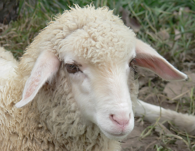 Austrian sheep
