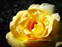Yellow rose in the rose garden of Westpark Munich.