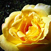 Yellow rose in the rose garden of Westpark Munich.