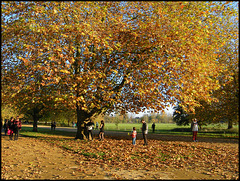 autumn in the Broad Walk