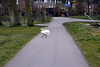 Why did the Swan cross the road?