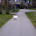 Why did the Swan cross the road?