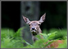 " biche surprise en plein dîner " .....