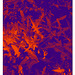 Leaves at Birling Gap 10 8 2021 violet orange grad