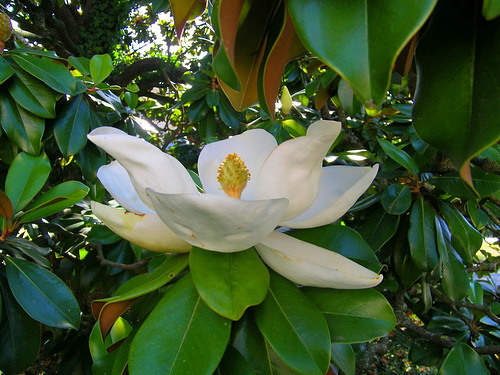 Magnolia parasol. Fleur éclose********