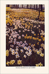 Garden Bulbs In Color (6), 1938/1945