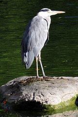 Grey heron (Ardea cinerea) in Munich's Westpark.