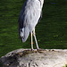Grey heron (Ardea cinerea) in Munich's Westpark.
