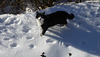 A - B - C  - die Katze lief im Schnee