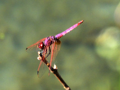Violet Dropwing m (Trithemis annulata) DSB 1622