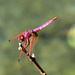Violet Dropwing m (Trithemis annulata) DSB 1622
