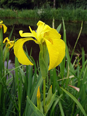Yellow Flag Iris.   Iris pseudacorus