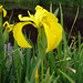 Yellow Flag Iris.   Iris pseudacorus
