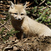 renardeau / little fox