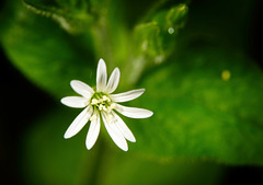 Die zarten Blüten der Sternmiere :))  The delicate flowers of the Stellaria :))  Les fleurs délicates du stellaria :))