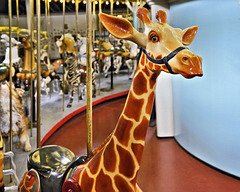 Giraffe – Looff Carousel, Eldridge Park, Elmira, New York