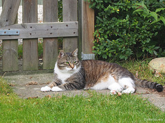 Favourite outdoor places, 2 - for Happy Caturday