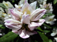 naissance d'un rhododendron,