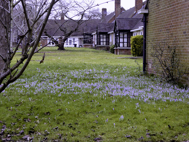 Nearly Spring in Farnham