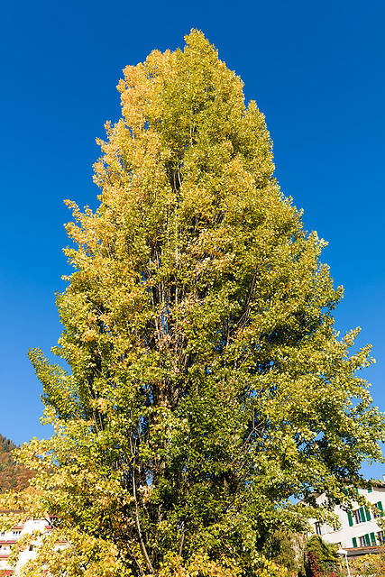 171015 arbre Montreux