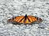 Day 2, Monarch butterfly, Rockport, South Texas